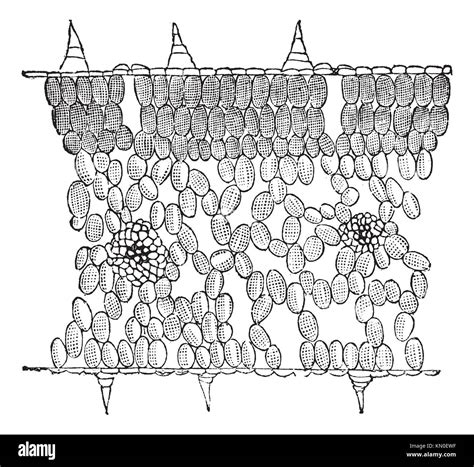 Vascular Bundle Leaf High Resolution Stock Photography And Images Alamy