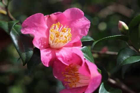 camellia sasanqua koto no kaori fragrant