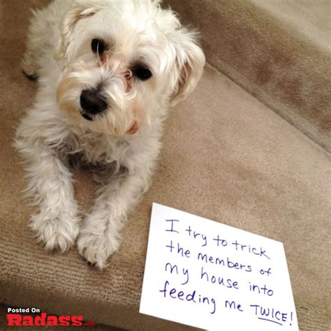 The Best Of Dog Shaming 40 Pics