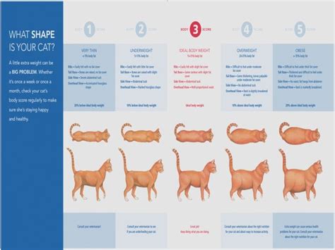 If the kitten is any less in weight it might not be receiving enough nutrition. 4 Month Old Kitten Weight | Cat weight chart, Large cat ...