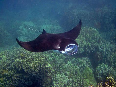 無料画像 野生 水中 トロピカル ハワイ 動物相 スティングレイ サンゴ礁 マンタレイ 海洋生物学 軟骨魚 レイと