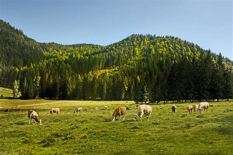 fotos gratis paisaje árbol naturaleza bosque césped desierto montaña cielo campo