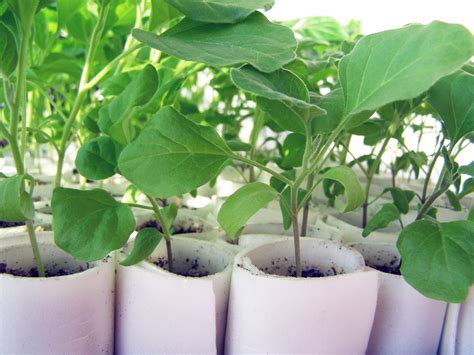 You will be able to harvest fresh eggplants in about 15 weeks after sowing the seeds. Plant Your Eggplant Seedlings with These Top Tips