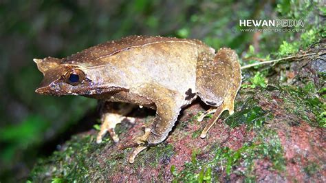 6 Contoh Jenis Katak Atau Kodok Cantik Yang Ada Di Indonesia Hewanpedia