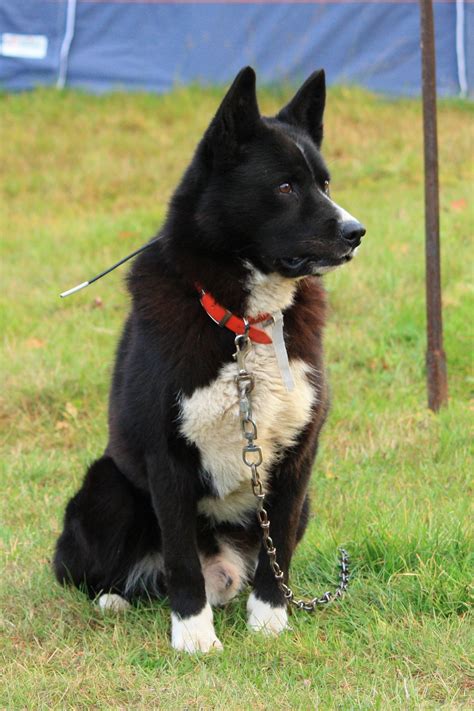 Find the perfect karelian bear dog stock photos and editorial news pictures from getty images. Lovely Karelian Bear Dog photo and wallpaper. Beautiful ...