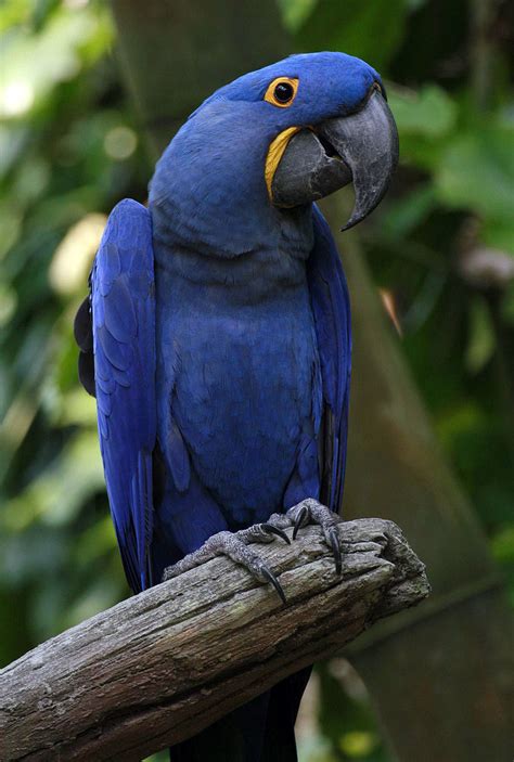 Real Life Blue Macaw Parrot That Inspired Rio The Movie Is Now
