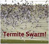 Pictures of Swarming Termite