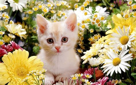 Bộ Sưu Tập Hơn 1000 Hình Ảnh Con Mèo Cute Đáng Yêu Ảnh Mèo Dễ Thương