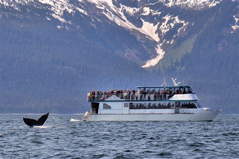 Juneau Whale Watching Options Include Kayak Adventures Dinner Cruises