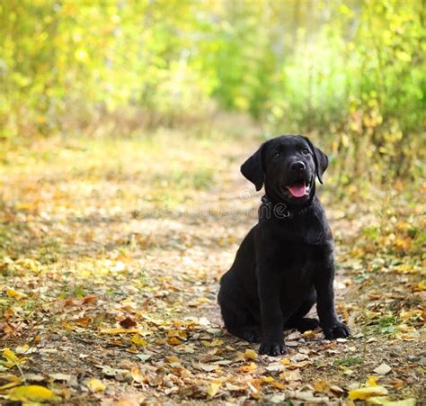 Czarny Labrador Retriever Szczeniak Obraz Stock Obraz Złożonej Z