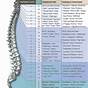 Spinal Nerve Diagram Chart