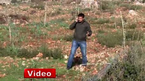 800 Zeytin Fidanı Polis Nezaretinde Tek Tek Söküldü Dailymotion Video