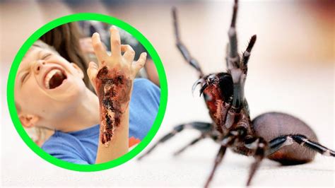 The Most Dangerous Spiders In Australia Top 10 Youtube In 2020