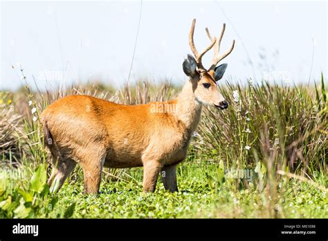 Male Marsh Deer Blastocerus Dichotomus Stock Photo Alamy