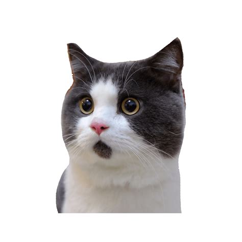 Banye Surprised Cat Png Png Image Cat Icon Free Cats Cats