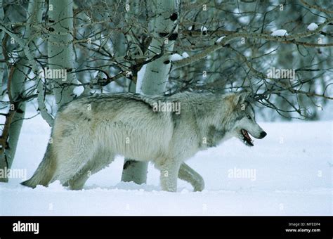 Namerican Grey Or Timber Wolf Canis Lupus On Snow In Aspen Grove Usa