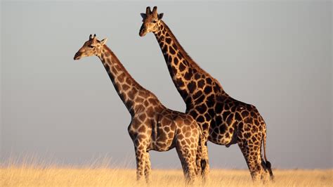 Giraffes Mammals Animals Eden Channel
