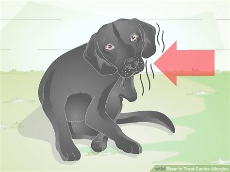 How To Treat Canine Allergies 11 Steps With Pictures Wikihow Pet