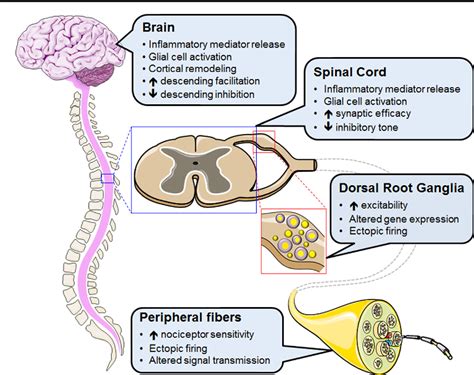 Neuropathic Pain Central Vs Peripheral Mechanisms Semantic Scholar