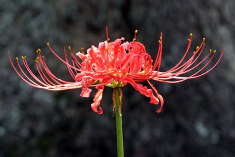 Red Spider Lily Lycoris Radiata Heirloom Bulbs