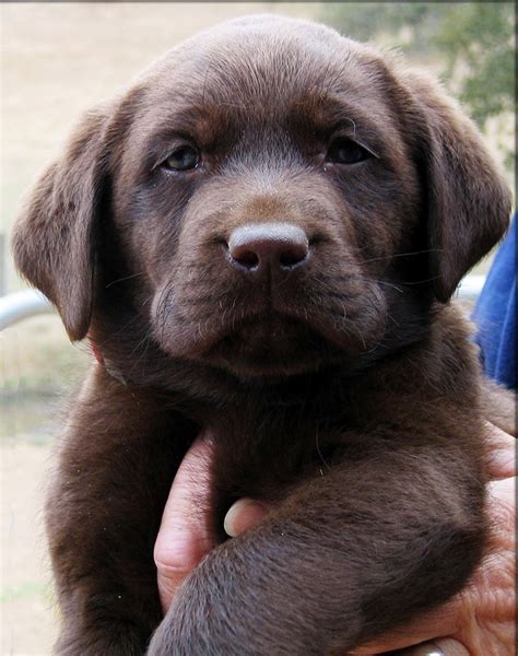 English Lab Puppies California Akc English Lab Puppies For Sale In