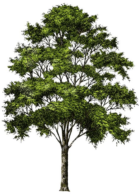 Clipart Tree Collection Png Transparent Background Free Download 714