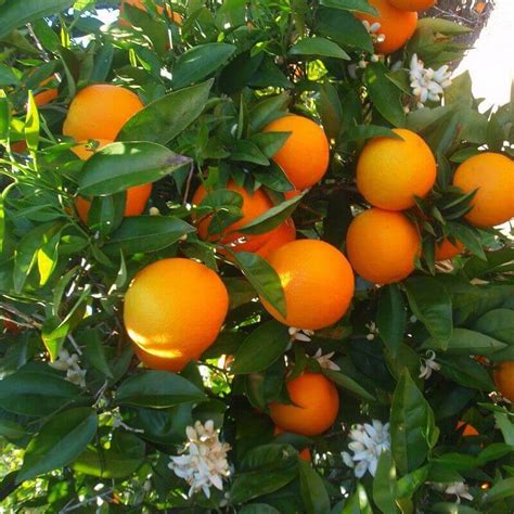 Quelles Plantes Pour Une Orangerie