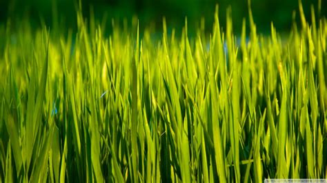 View and download for free this nature wallpaper which comes in best available resolution of 2048x1152 in high quality. Summer Grass Macro Ultra HD Desktop Background Wallpaper ...