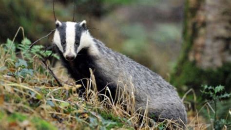 More Badger Culls On The Way After West Country Success Itv News