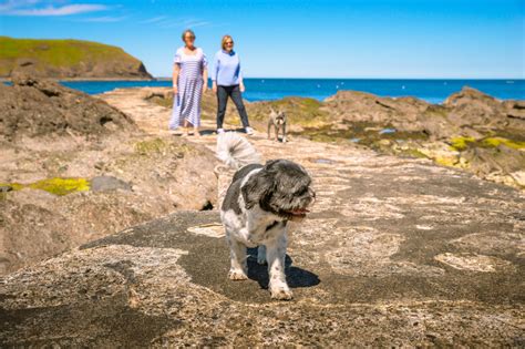 12 Dog Friendly Days Out In Scotland Visitscotland