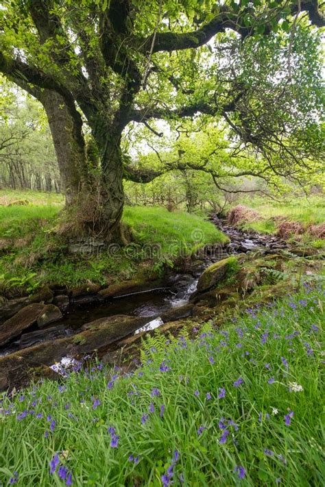 266 Scotland Bluebells Photos Free And Royalty Free Stock Photos From