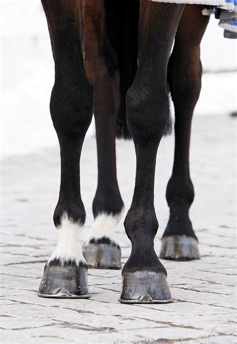 Legs And The Lymphatic System In Horses Feedmark