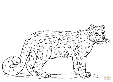 Rosalie ∞ teaching ideas ✐ animals adult. Snow Leopard coloring page | Free Printable Coloring Pages ...