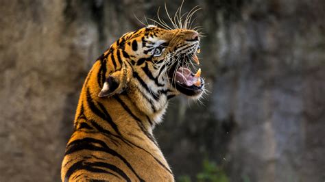 Download Wallpaper Angry Tiger 2560x1440