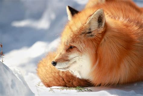 Beautiful Red Fox Stock Photo Image Of Wildlife Nature 38900028