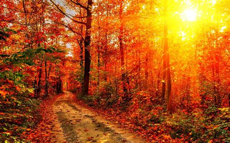 Roads Forests Rays Of Light Trees Hd Wallpaper Rare Gallery