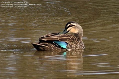 Detailed Information On Pacific Black Duck Anas Superciliosa