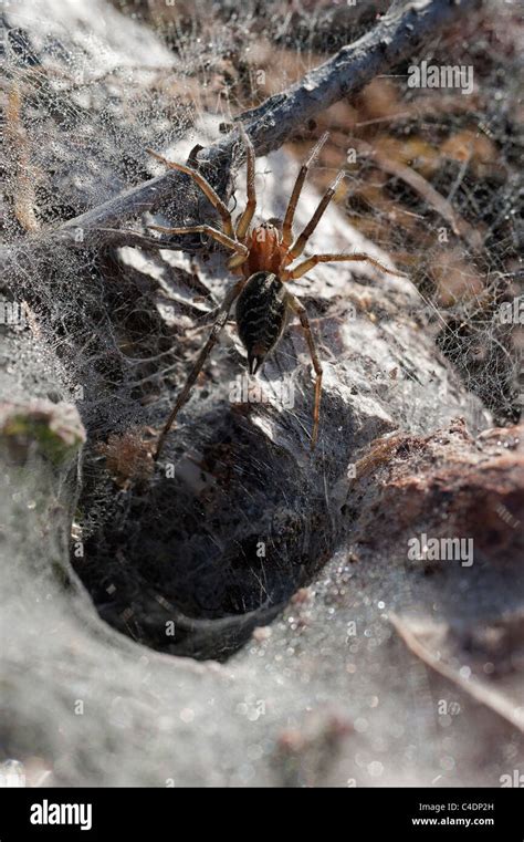 Grass Funnel Weaver Spider Agelena Labyrinthica Agelenidae At The