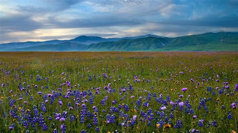 🥇 Mountains Landscapes Nature California Meadows Blue Flowers