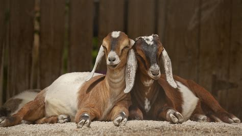 Goat Full Hd Wallpaper And Background Image 1920x1080 Id349171