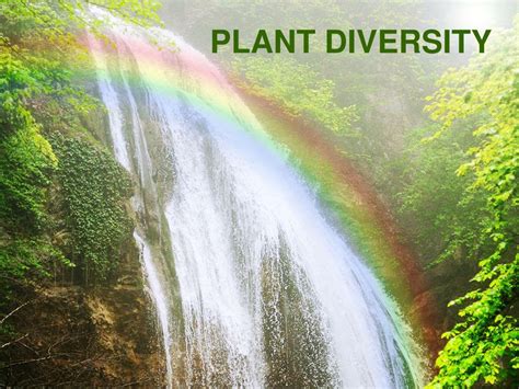 Ppt Plant Diversity Powerpoint Presentation Free Download Id2160629