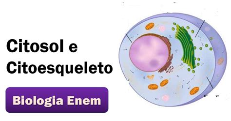 Citosol Citoplasma E Citoesqueleto O Que São E Quais Suas Funções