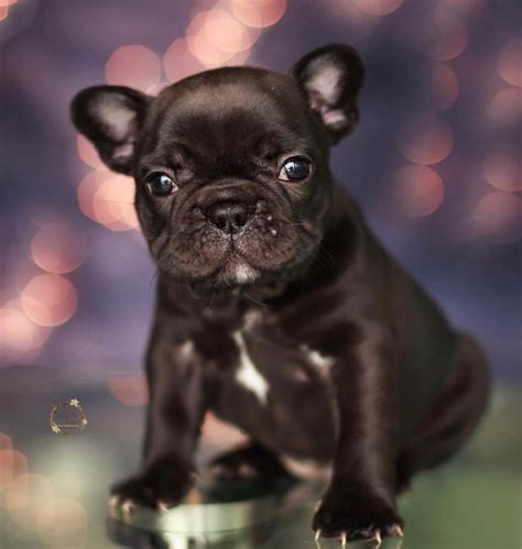 Maybe you would like to learn more about one of these? Miami French Bulldogs