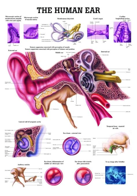 The Human Ear Laminated Anatomy Chart Learning