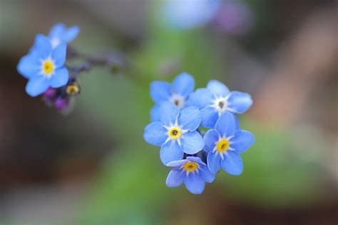 盘点10种蓝色的花，哪种最蓝？你喜欢哪种蓝花儿？ 知乎