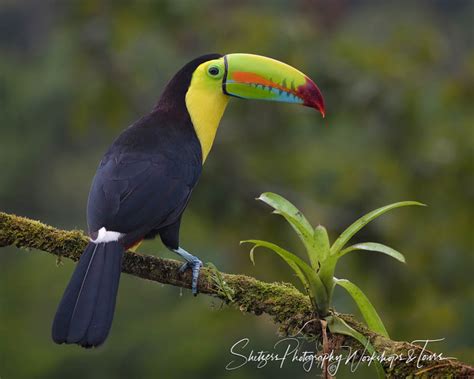 Keel Billed Toucan Image Shetzers Photography