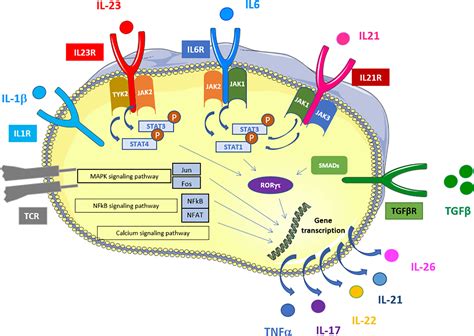 Frontiers Innate Cells The Alternative Source Of Il 17 In Axial And