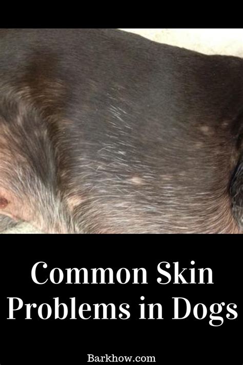 Common Skin Problems In Dogs Dog Skin Problem Dog Skin Allergies