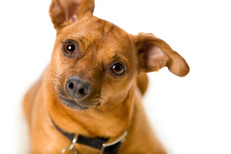 Miniature Pinscher Mix Photos And Information Thriftyfun