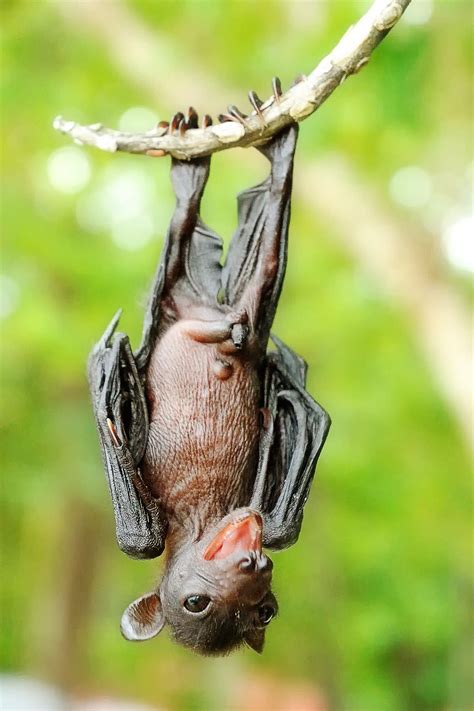 Bat By Anake Seenadee Bat Species Cute Bat Baby Bats